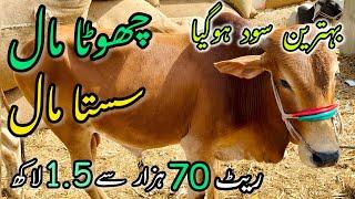 Malir Mandi Me 70K to 150k Wala Maal | Cattle Rates Updates | Cow Mandi 2024