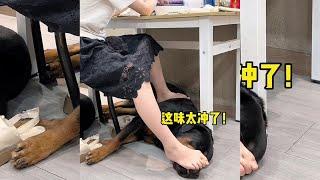 这个脚垫当的不太乐意啊#罗威纳护卫犬 #狗狗