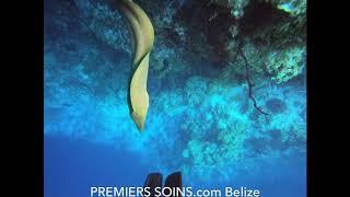 Playing with Moray Eel in Belize