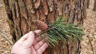 ID That Tree: Virginia Pine
