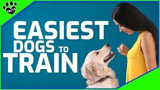 Top 10 Easiest dog Breeds to Train - Dogs 101