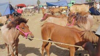 Asia's Biggest  Horse Market in my village / Different types of horse
