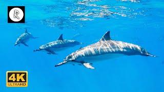   Beautiful Sounds of Dolphins & Whales | Meditative Nature Sounds for Harmony & Deep Sleep 4K