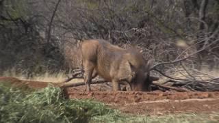 Jim impala ram shot, warthog and bushbuck