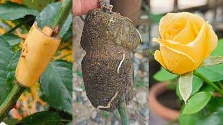 Rose Branch Extract With Banana Peel | How to Graft Roses