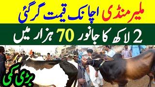 Malir Maweshi mandi Sasta soda 2024 |Sasta tareen Janwar mil gya |Malir Mandi today Prices