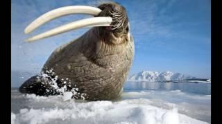 The Fauna Of The Arctic