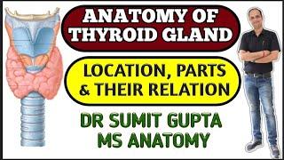 THYROID GLAND ANATOMY | PARTS | RELATIONS | CAPSULE |