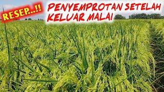 PERAWATAN PADI SAAT KELUAR MALAI SEREMPAK‼️Nutrisi pengisian bulir padi