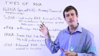 5 Types of RNA: mRNA, tRNA, rRNA, HnRNA, and SnRNA