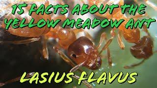 15 Facts About The Common Yellow Meadow Ant | Lasius Flavus