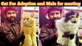 Free cats For Adoption | Male Cat Available for Meeting | Tips for Cat mating | Persian Cat breeding