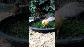 Aviary birds - Canary - Quail - Cuban grassquit | Nena's birds #shorts