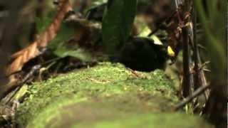 Golden-winged Manakin Lek