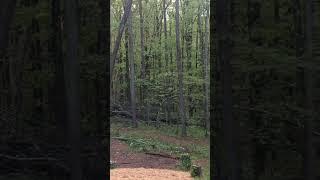 Felling a Tall Sketchy Pine #chainsaw #echo #kubota #trees