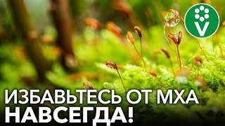 КАК ИЗБАВИТЬСЯ ОТ МХА НА ГРЯДКАХ И ГАЗОНЕ? Самый эффективный способ