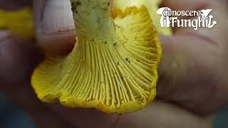 Conoscere i Funghi: Cantharellus pallens [ COMMESTIBILE ]