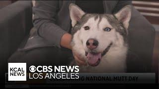 KCAL News celebrates National Mutt Day