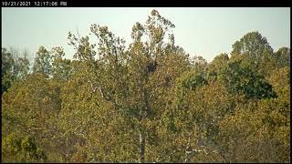 Eagles Visit Nest & Lower Platform Secondary Nest - NCTC Bald Eagles - October 21, 2021