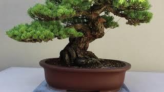 Pine Bonsai inspiration