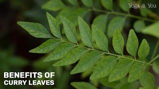 Health Benefits of Curry Leaves | Curry Leaves Benefits | Curry Leaves Drink | @VentunoYoga