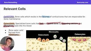 Bone Remodelling & Repair - Osteocytes, Osteoclasts, Osteoblast and Osteoprogenitors | DAT Bootcamp