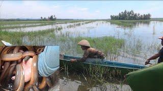 Berpetualang saat banjir//berburu belut monter