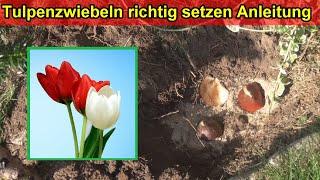 Tulpenzwiebeln richtig setzen & pflanzen - Tulpen einpflanzen im Beet & Topf / Wann, wie Tief