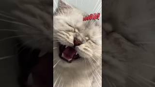 Cat Funny video#cats #shortsvideo