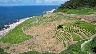 激震の爪痕が残る棚田、「感謝の120枚」に力強く稲穂実る　輪島市・白米千枚田