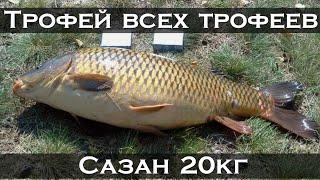 ОГРОМНЫЙ САЗАН на 20кг #ловлясазана #карпфишинг #флэтфидер