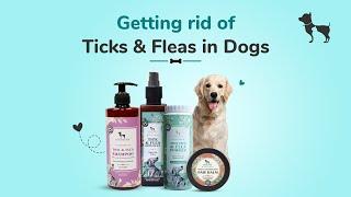 How to get rid of ticks & fleas with natural products I  Prevention & Treatment