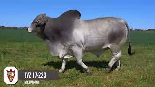 Introducing to you Mr. Magnum, the Brahman bull for emerging beef farmers