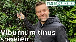 Viburnum tinus snoeien | Tuinplezier