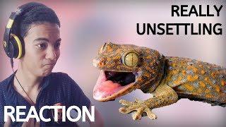 "The Deformed Gecko" | Reaction by HTG