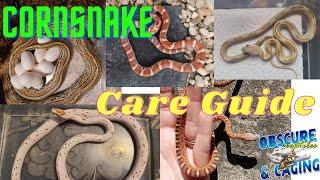 Full Corn Snake Care Guide