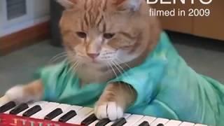 THEE 3 Keyboard Cat Premieres.  The power of practice, reincarnation and love!