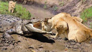 Хищники в деле, лев попался на клыки. Самые эпичные битвы диких животных за "5 минут"