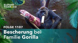 Weihnachten im Pongoland (Folge 1107) | Elefant, Tiger & Co. | MDR