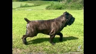 Cane Corso AKC CH Altiere’s Big Chungus CGC