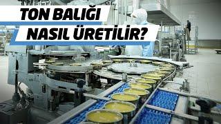 Türkiye’nin En Büyük Balık Fabrikası…