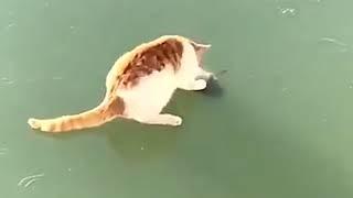 Кот станцевал брейк-данс вокруг вмерзшей в лед рыбы
