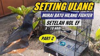 Setting ulang MURAI BATU HILANG FIGHTER setelah nol extra fooding (Part 2)