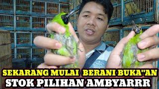 BERANI BUKA"AN!!! STOK PILIHAN AMBYARR HARGA BURUNG DIKIOS SIGIT PASAR BURUNG PRAMUKA HARI INI