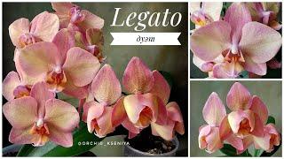 Обзор сорта Легато: пелор и стандарт | Phalaenopsis Legato peloric в домашнем цветении: сравним?