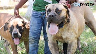 Incredible boerboels gather for SABBS/BBAG Boerboel Appraisal 2021 in Takoradi