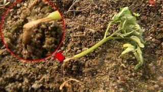 What is damping off in seedlings ? How to control it ?