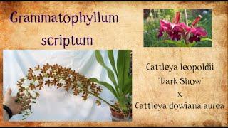 Grammatophyllum scriptum , Cattleya leopoldii "Dark Show" x Cattleya dowiana aurea , Catasetum SVO