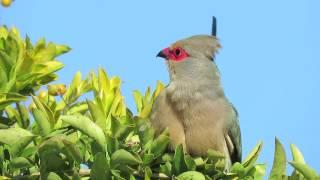 Red-faced Mousebird's beautiful call