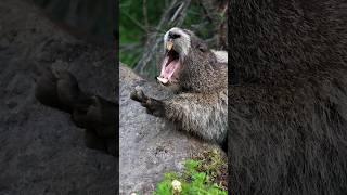 Hoary Marmot Yawns 3 times